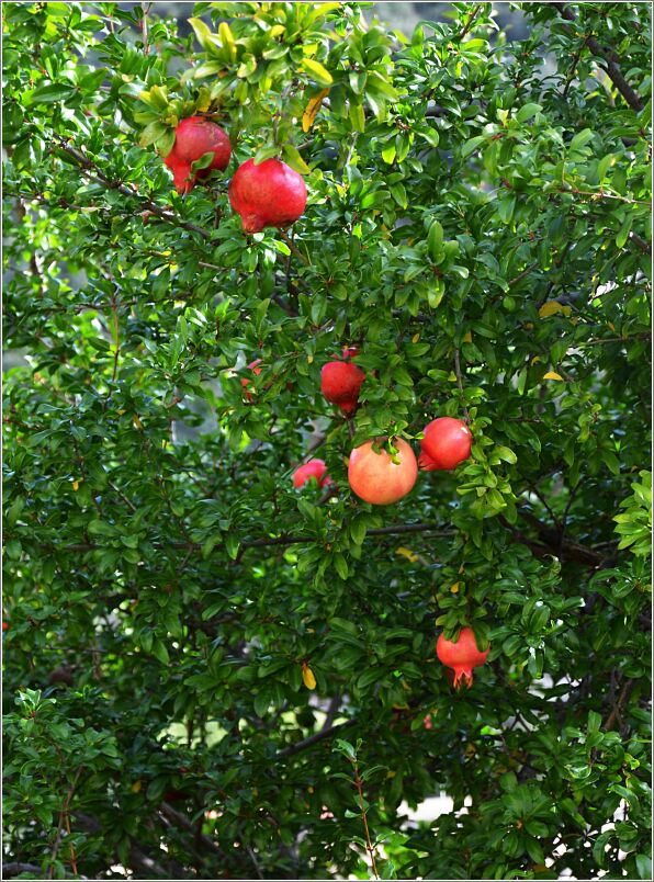 Nyons pomegranate on the tree